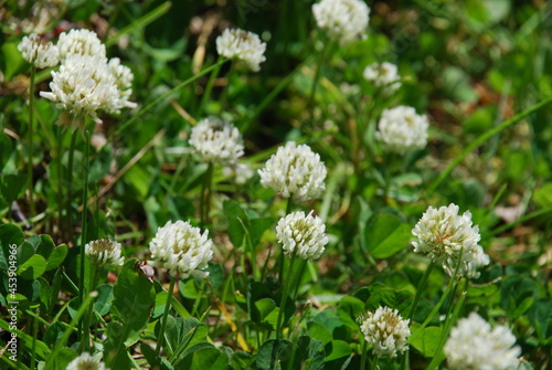 White clover flowers among low grass. Among the thin long leaves and stems of the grass grew white, fluffy clover flowers. The flowers are on thin, short stems.