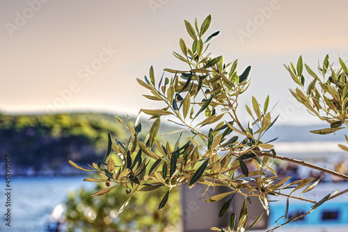 view of olive twigs on a tree