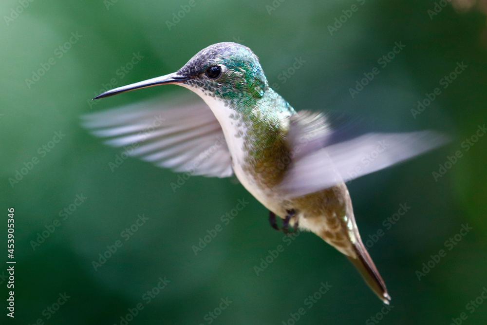 Fototapeta premium Azure-crowned Hummingbird mid-flight