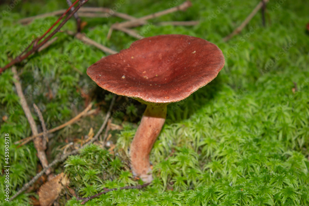 beautiful closeup of wild forest mushrooms in grass, autumn season. different kind of forest mushrooms, poisonous with beautiful colors beautiful closeup of wild forest mushrooms in grass, autumn season. different kind of forest mushrooms, poisonous with beautiful colors