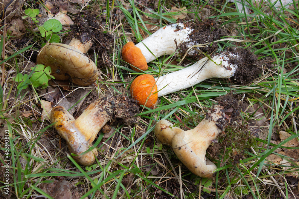 beautiful closeup of wild forest mushrooms in grass, autumn season. different kind of forest mushrooms, poisonous with beautiful colors beautiful closeup of wild forest mushrooms in grass, autumn season. different kind of forest mushrooms, poisonous with beautiful colors
