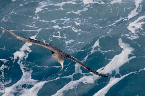 Albatros segelt übers Meer