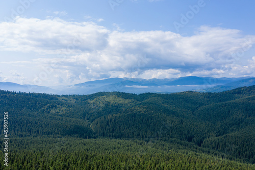 Top view of centuries old Carpathian forest trees, Drone photography. aerial view. 