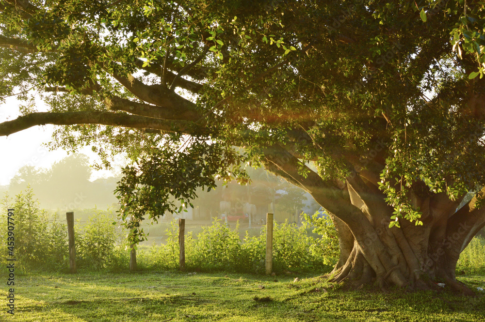 Obraz premium Rising Sun in a tree - landscape