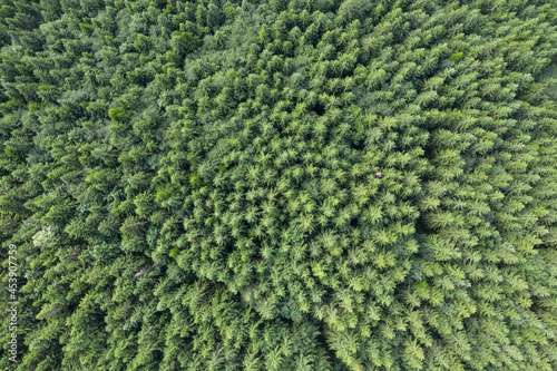 Top view of centuries old Carpathian forest trees, Drone photography. aerial view. 