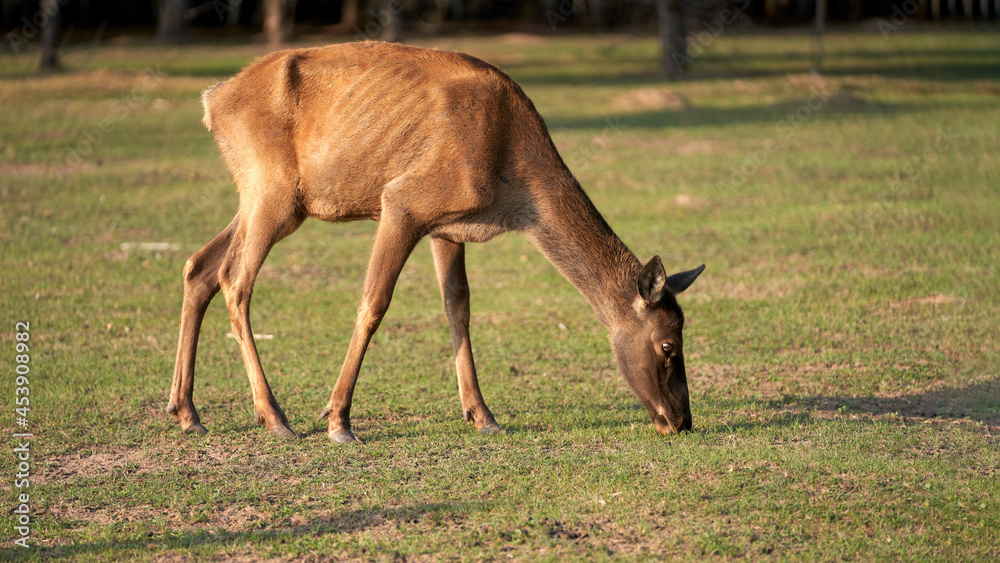 A female maral was on a lawn in the forest. Selective focus. A female maral was on a lawn in the forest. Selective focus.