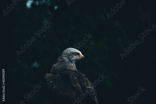 Foto Closeup shot of a beautiful eagle on dark leaves background