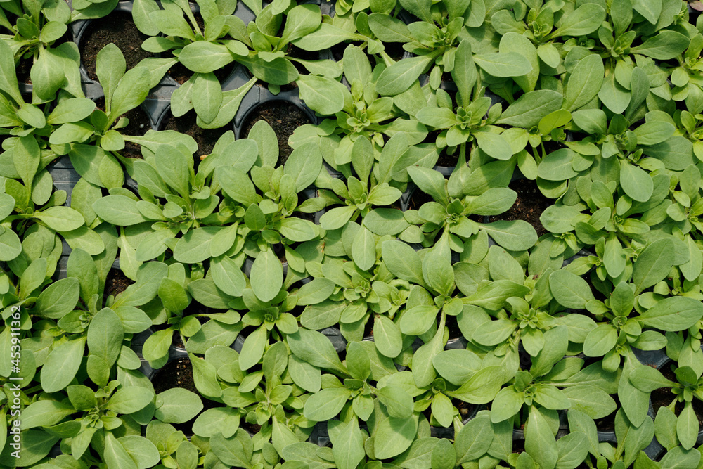 Background of green seedlings growing in small pots inside large contemporary hothouse