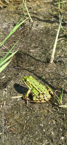 frog