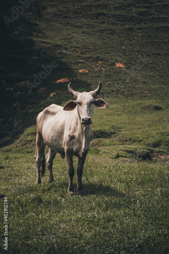 vaca con cachos mirando fijamente