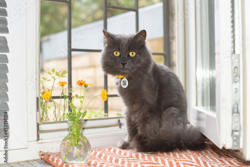 A gray fluffy cat with yellow eyes sits on a mat near the window next to a wild flowers bouquet, looking in camera.