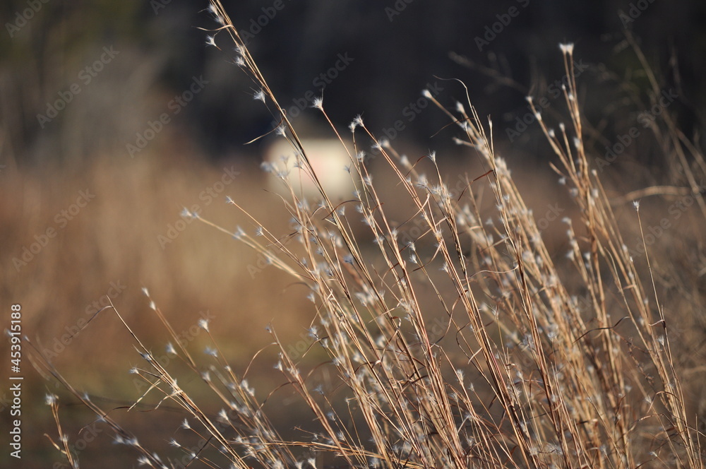 Obraz premium grass in the morning