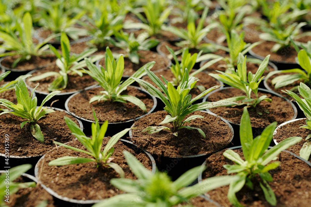 Number of black pots with green seedlings of flowers growing in fertile soil Number of black pots with green seedlings of flowers growing in fertile soil