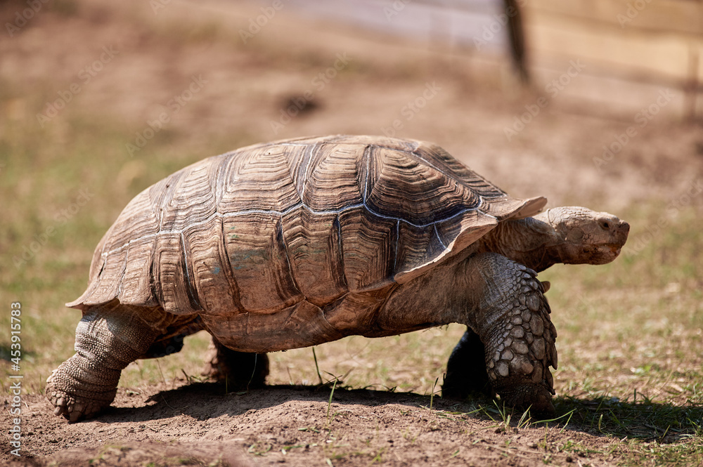 Obraz premium A terrestrial spurred tortoise.