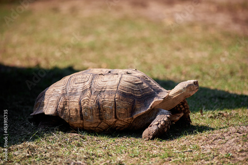 A terrestrial spurred tortoise.