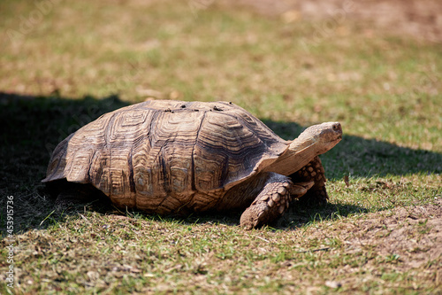 A terrestrial spurred tortoise.