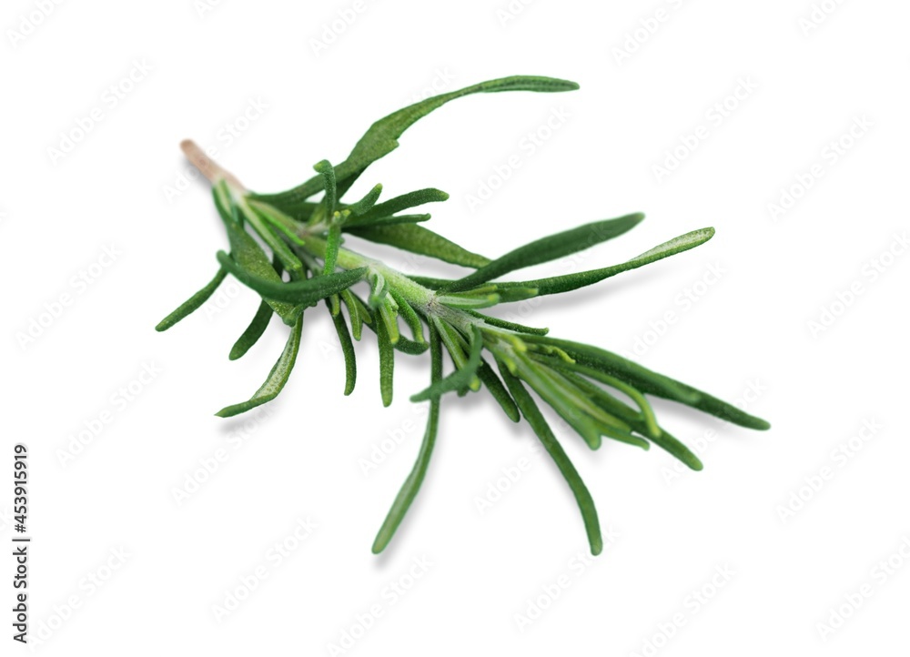 Rosemary. Rosemary.