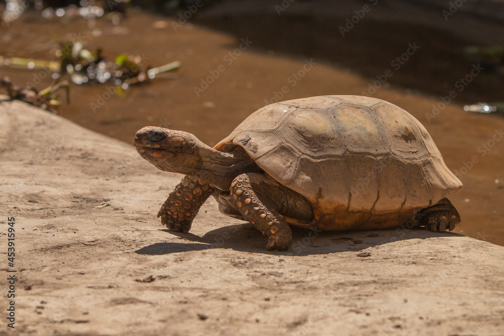 Fototapeta premium Tortuga Sulcata