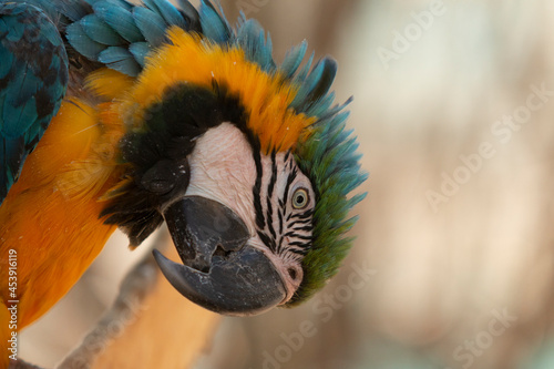 Guacamayo azulamarillo photo