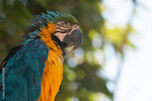 Guacamayo azulamarillo photo