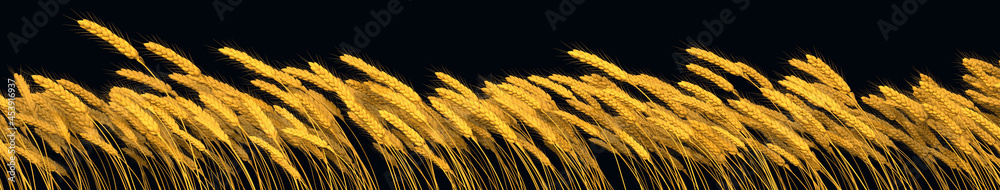 rural crop, goldish wheat line isolated, nature 3D rendering