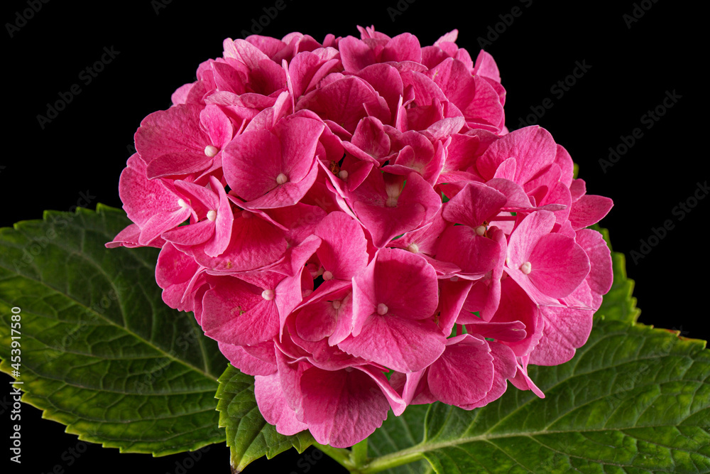 Inflorescence of the pink flowers of hydrangea, isolated on black background