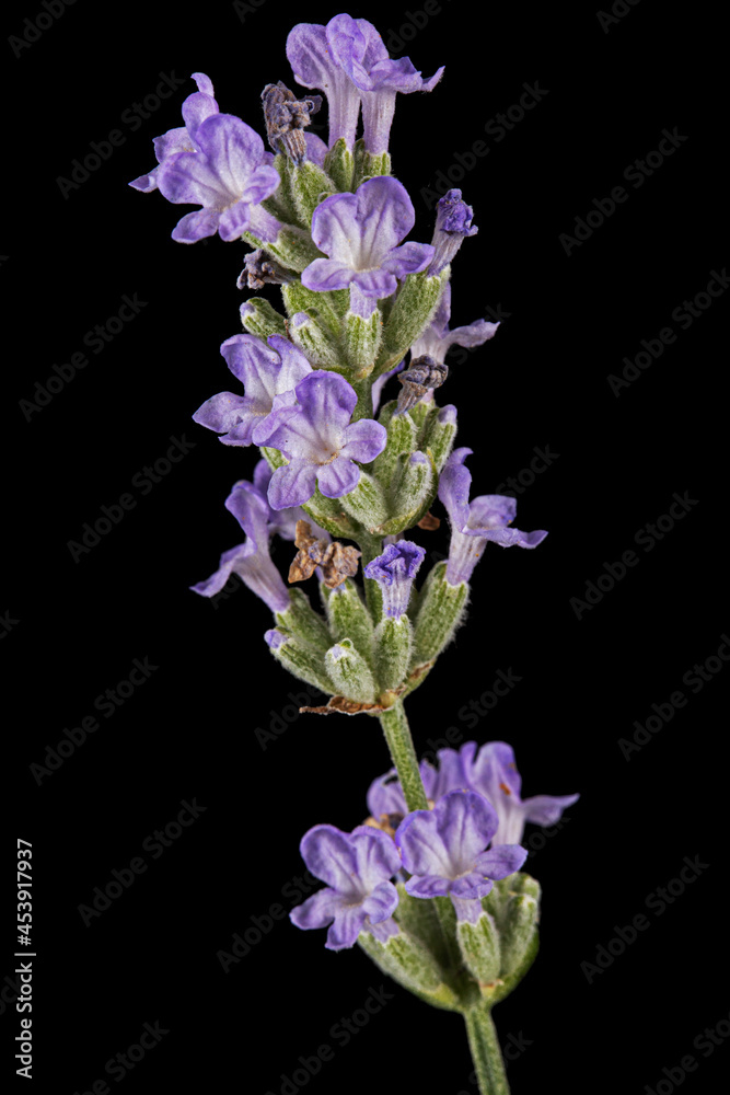 Violet flowers of lavender, isolated on black background