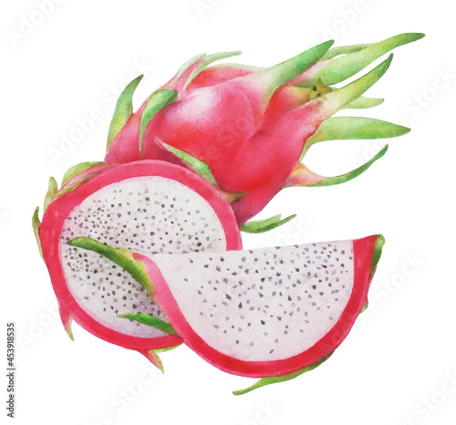 Bright aquarelle dragon fruit realistic illustration