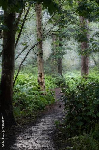 path in the woods