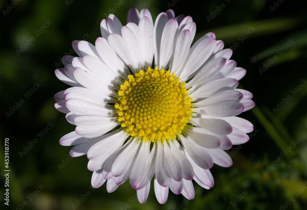 Obraz premium Daisy