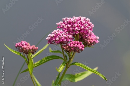Closeup of a vibrantly pink Swamp Milkweed plant blooming against a neutral gray background.