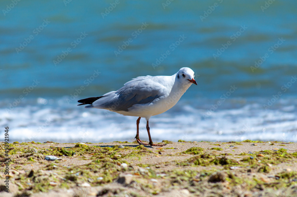 Seagulls walking on sandy seashore Seagulls walking on sandy seashore
