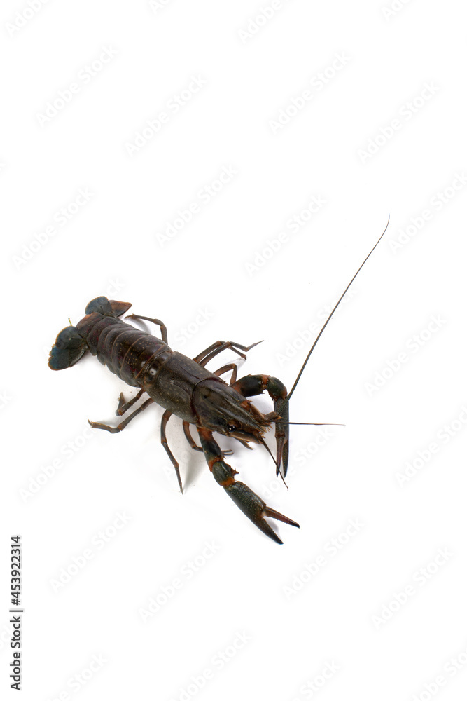 Freshwater Lobster white studio background Freshwater Lobster white studio background
