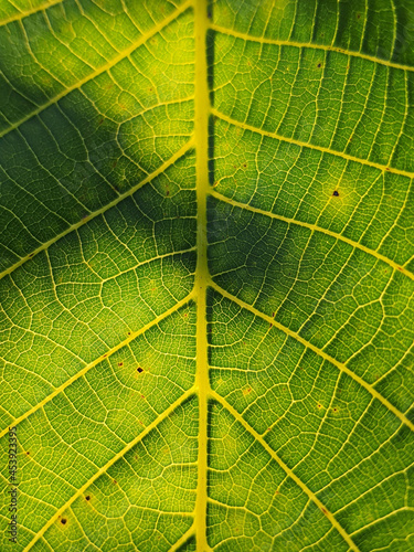Zielony podświetlony liść