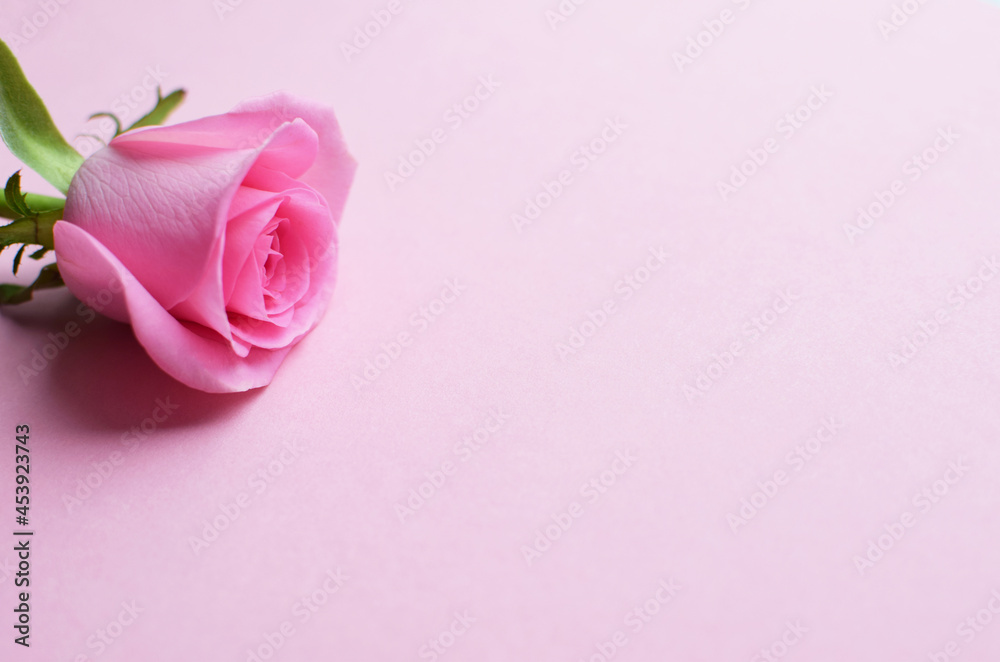 Bông hồng là món quà tuyệt vời nhất mà thiên nhiên đã tặng cho chúng ta. Hãy chiêm ngưỡng vẻ đẹp tinh tế của những bông hồng lộng lẫy, tạo ra một cảm giác thư thái và nhẹ nhàng.
