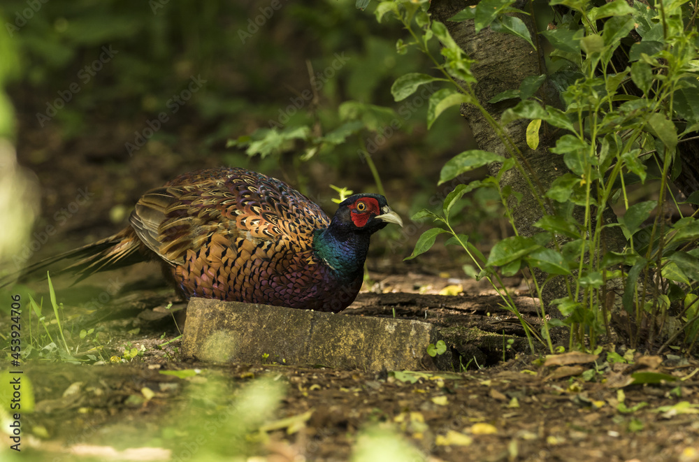 Jagdfasan (Phasianus colchicus) in einem kleinen Waldstück Jagdfasan (Phasianus colchicus) in einem kleinen Waldstück