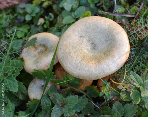 Lactarius deliciosus mushrooms grow in the forest