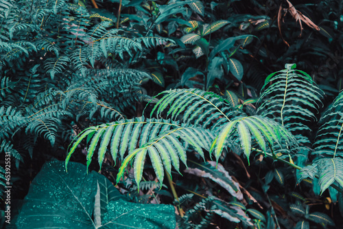 Fototapeta Naklejka Na Ścianę i Meble -  tropical fern leaf