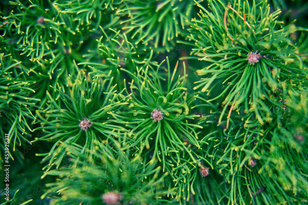 Christmas tree green needles background, texture closeup Christmas tree green needles background, texture closeup