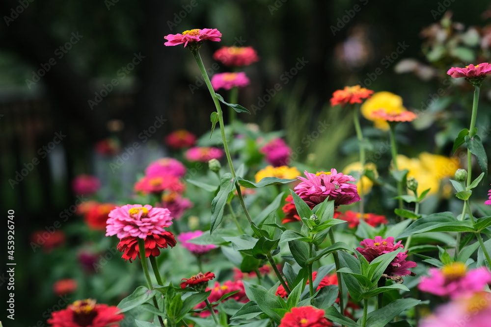Zinnia in the garden in the early morning. Beautiful seasonal flowers. Summer flower garden. Zinnia in the garden in the early morning. Beautiful seasonal flowers. Summer flower garden.