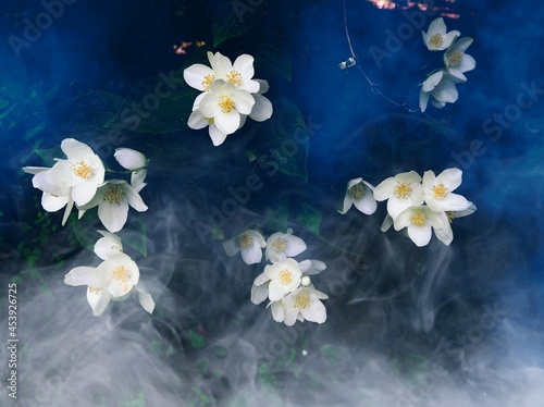 Jasmine in the fog