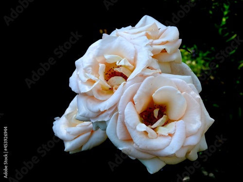 white rose on black background