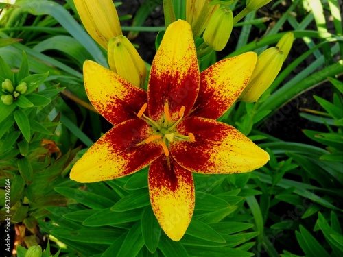 A beautiful, delicate, spring flower.