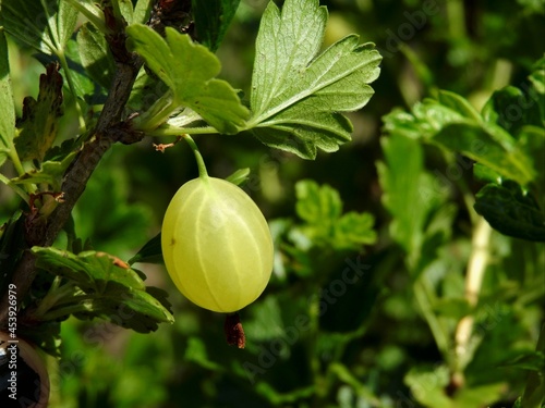 Gooseberry close-up.