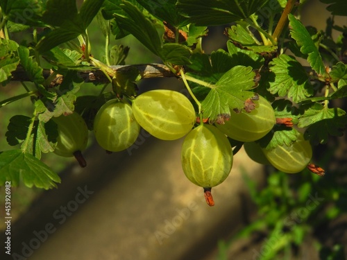 Gooseberries. Close-up.