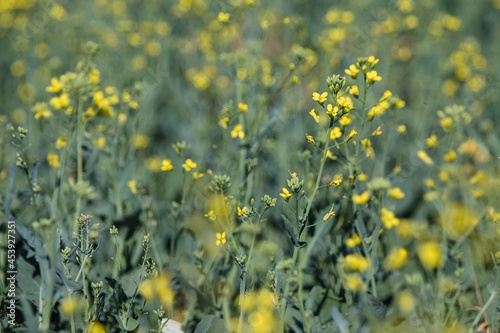 Close-up of early flowering rapeseed  canola  plant in early spring