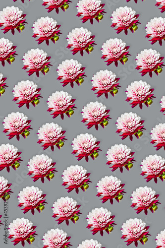 Creative Pattern of red and white dahlias