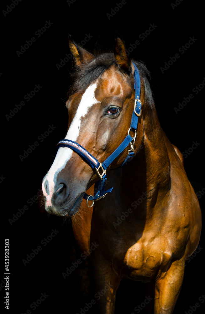 portrait of a horse