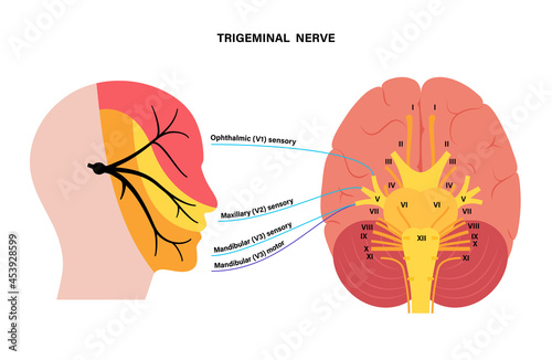 Trigeminal nerve diagram