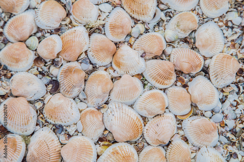 In the background are large shells, turned upside down on the sand.